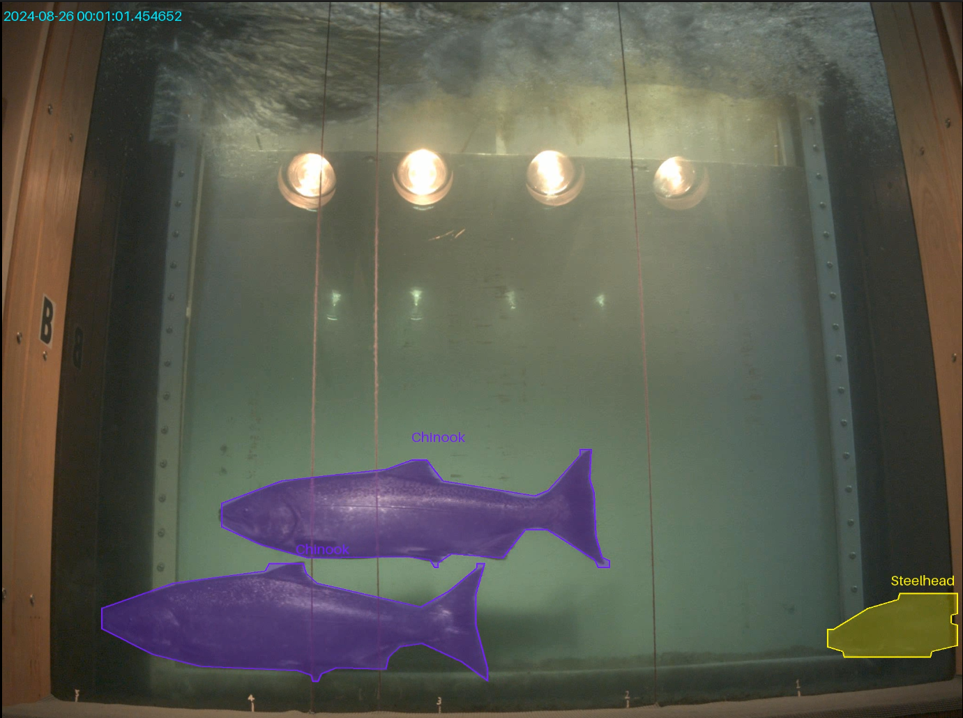 MarineSitu AI detecting and classifying fish species in a passage
